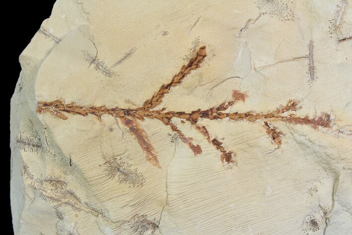 Detailed Fossil Plant (Taxodium) - Montana #92594